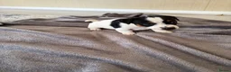 Jack Russell dogs for sale: Jack Russel Puppys - Advert 6