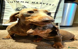 Dachshund dogs for sale: Beautiful miniature dachshunds for sale - Image 4