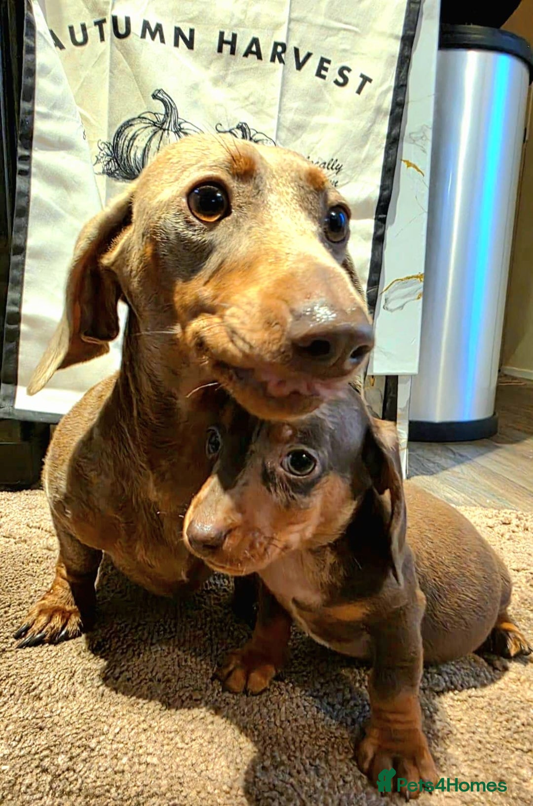 Dachshund dogs for sale: Beautiful miniature dachshunds for sale - Image 4