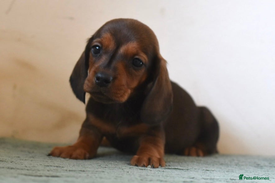 Miniature Dachshund dogs Mini smooth dachshunds 1 girl left  - Advert 4