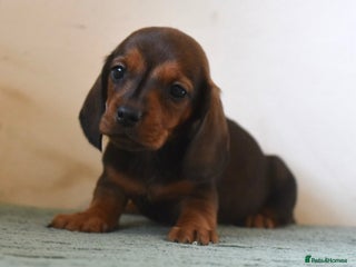 Miniature Dachshund dogs Mini smooth dachshunds 1 girl left - Advert 8