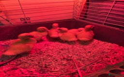 Ducks poultry for sale: White ducks  - Image 1
