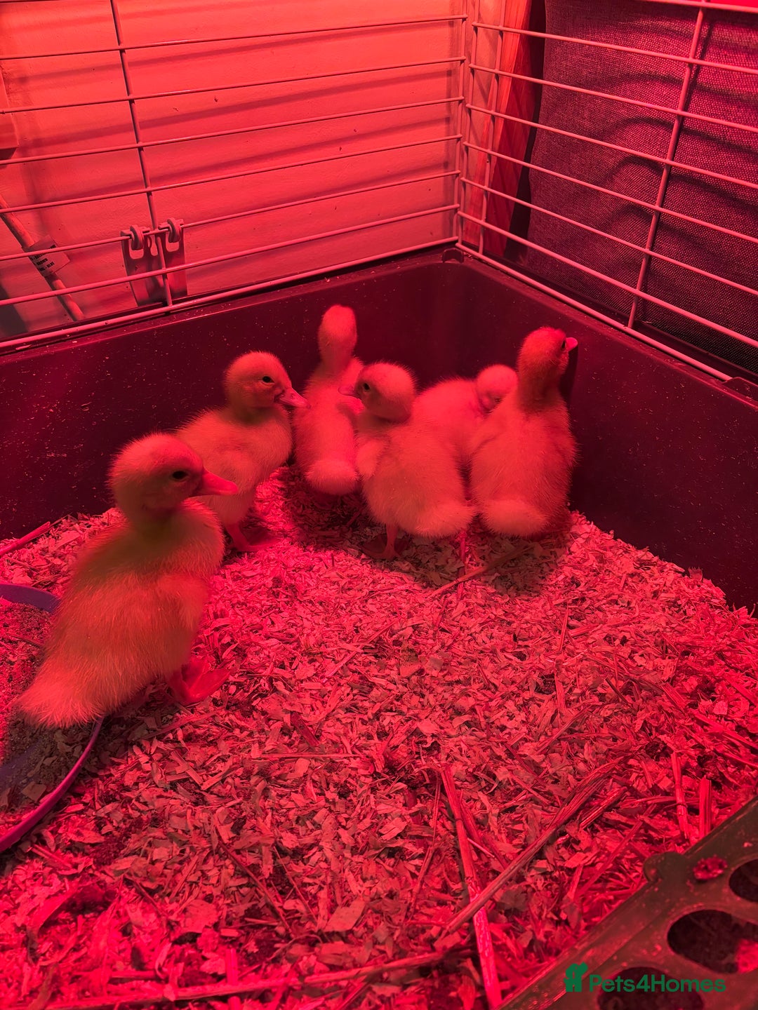 Ducks poultry for sale: White ducks  - Image 1