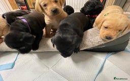 Labrador Retriever dogs for sale: Adorable KC registered fox red and black labs  - Image 2