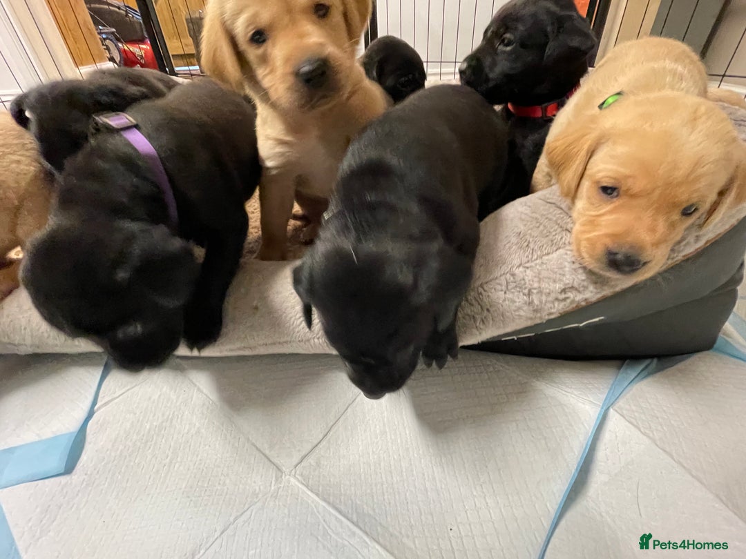 Labrador Retriever dogs for sale: Adorable KC registered fox red and black labs  - Image 2