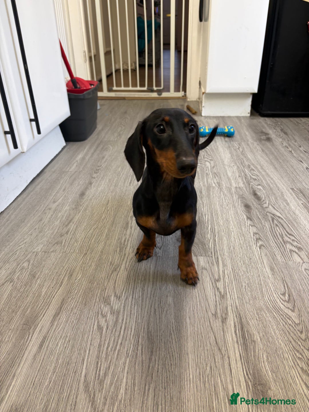 Dachshund dogs for sale: 6 month dachshund  - Advert 3