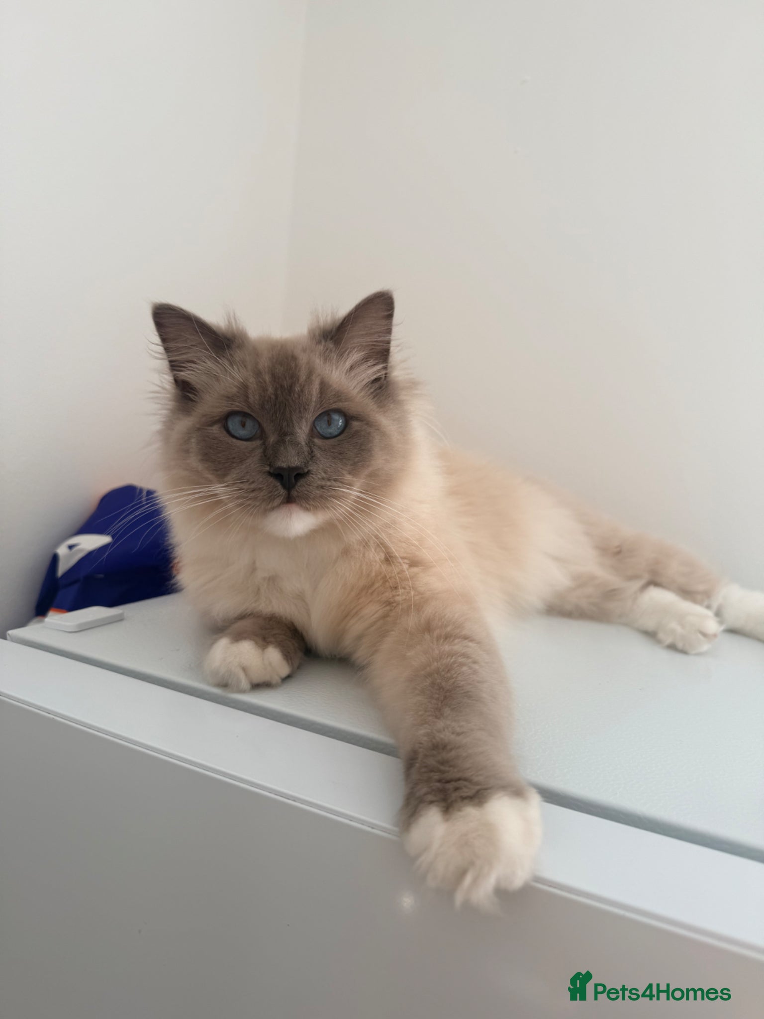 Ragdoll cats Ragdoll  - Advert 2