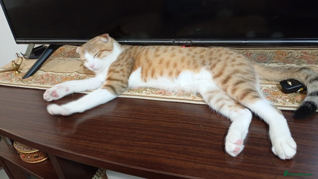 Scottish Fold cats for adoption: [Indoors Only] Oliver - A lovely & cuddly boy - Image 4