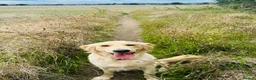 Golden Retriever dogs for sale: Female golden retriever for sale  - Advert 7