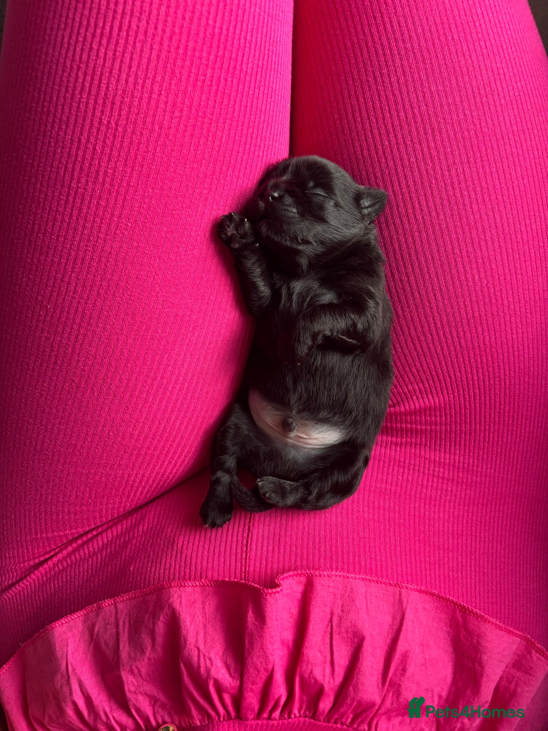 Shih Tzu dogs for sale: Bear 🐻  - Image 12