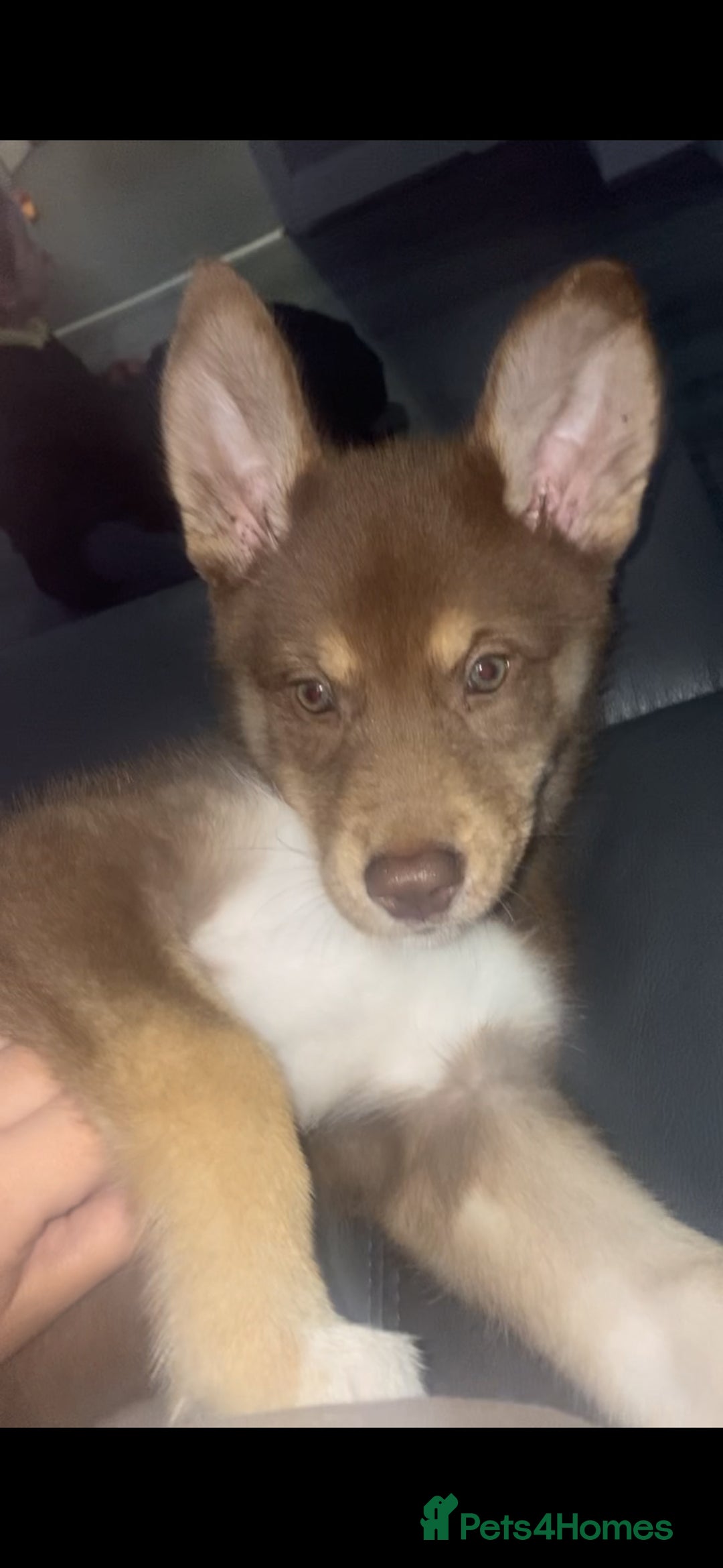 Siberian Husky dogs for sale: 6 month old Siberian husky - Advert 2