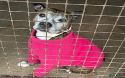 Lurcher dogs for adoption: Best pals Herbie & Meg want a loving home together - Image 2