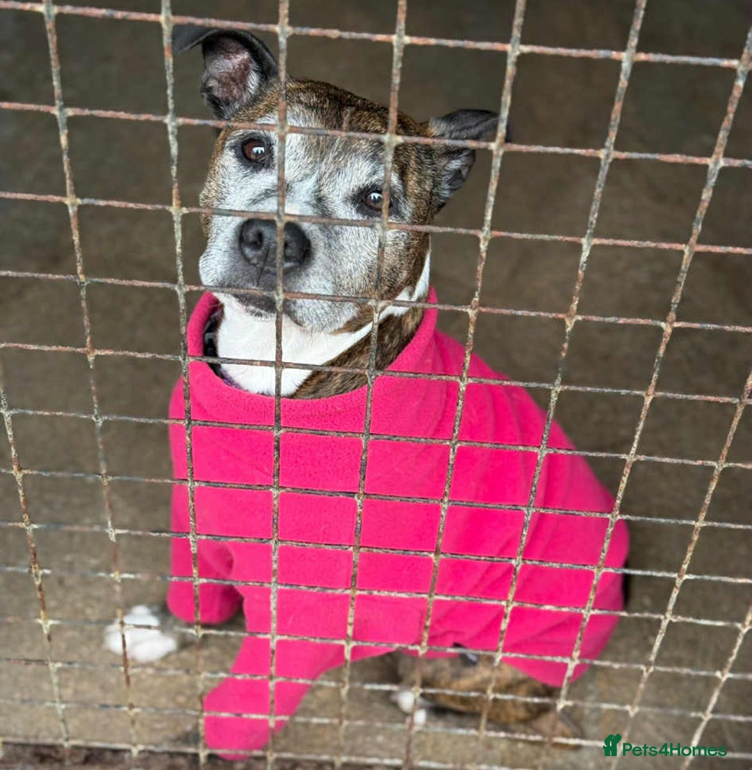 Lurcher dogs for adoption: Best pals Herbie & Meg want a loving home together - Image 2