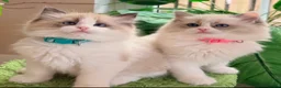 Ragdoll cats for sale: Stunning  European bloodline Ragdoll kittens  - Advert 9