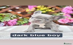 French Bulldog dogs for sale: Micro Frenchie Puppies – KC Registered - Image 32