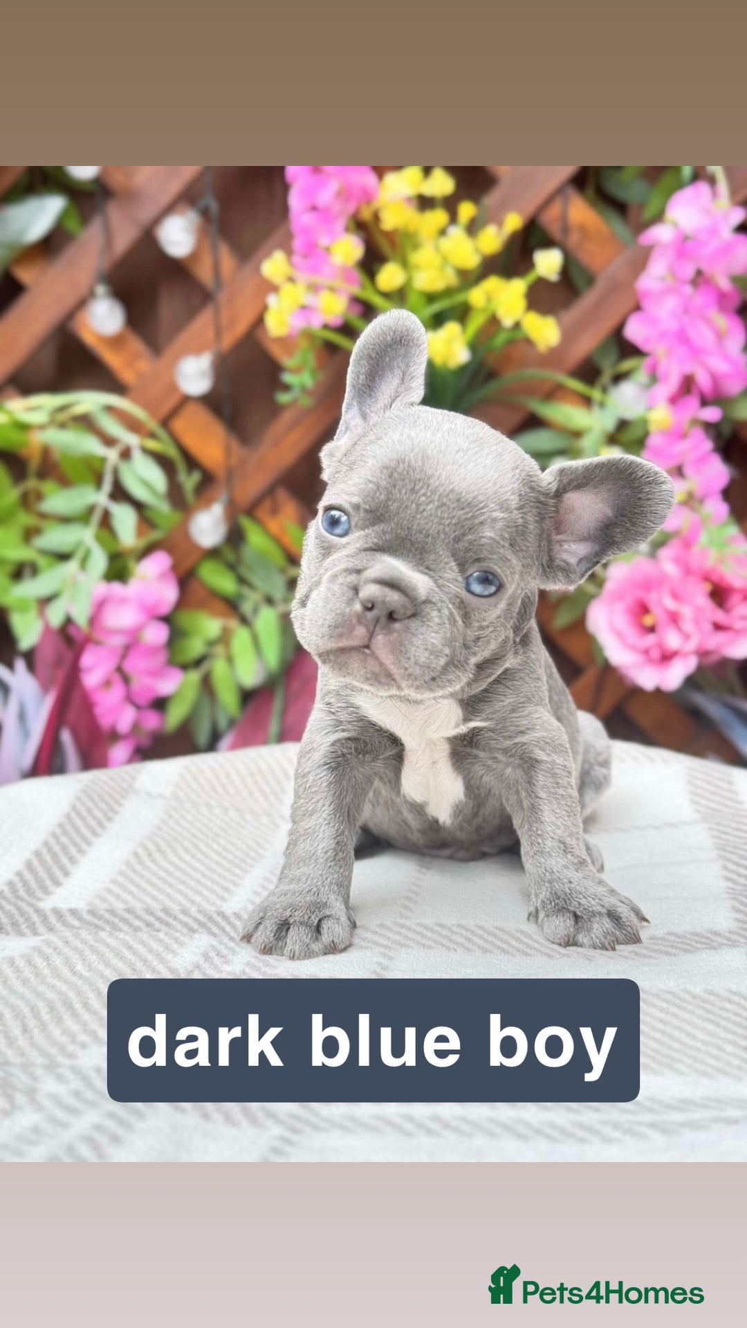 French Bulldog dogs for sale: Micro Frenchie Puppies – KC Registered - Image 32