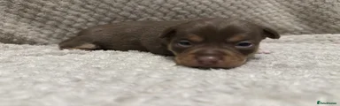 Jack Russell Puppy 4