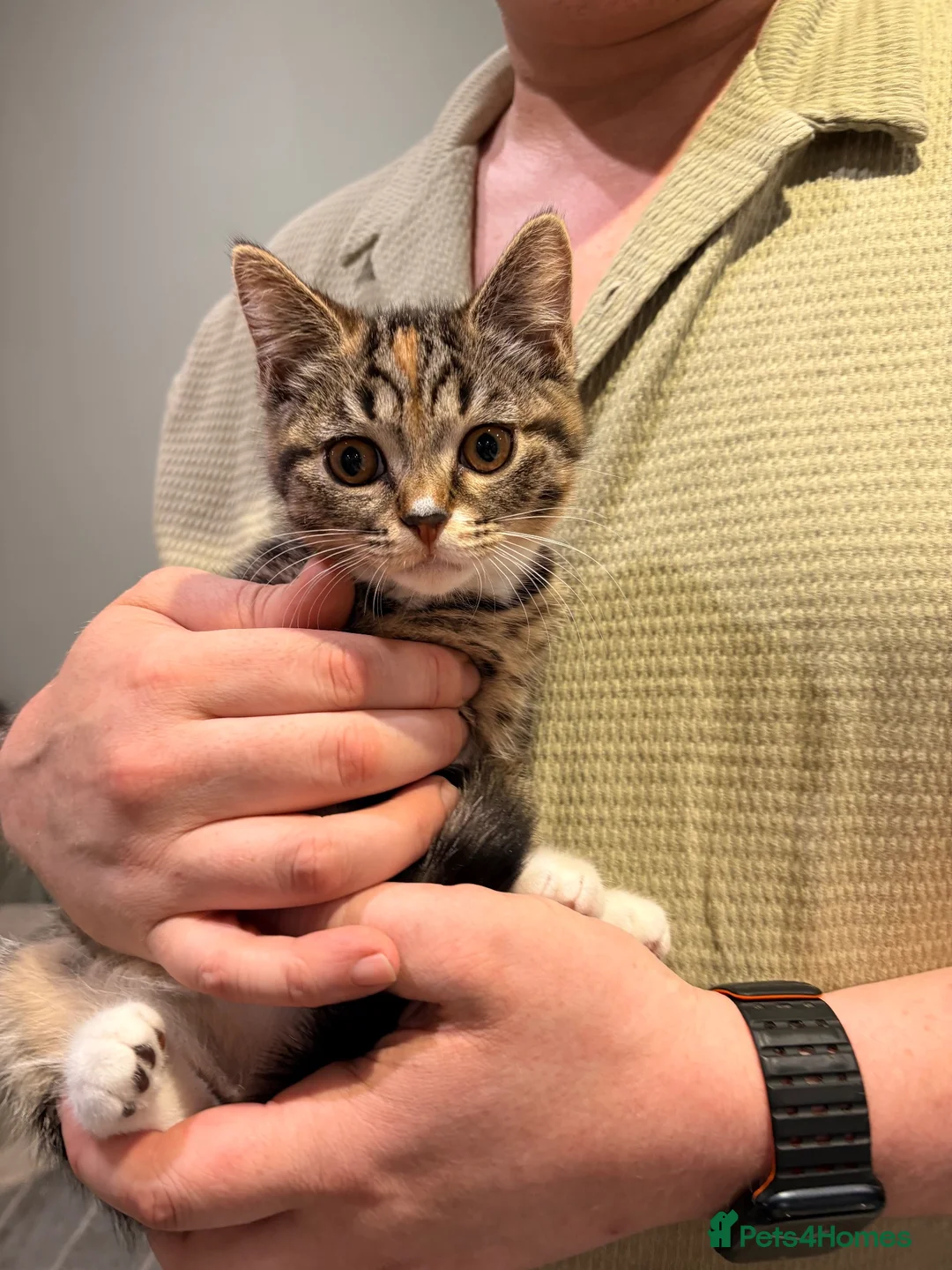 British Shorthair cats for sale: Rare Tabby Female British Shorthair. Ready to home - Advert 2