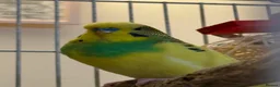 Budgerigars birds for sale: Bonded pair of male budgies  - Advert 3