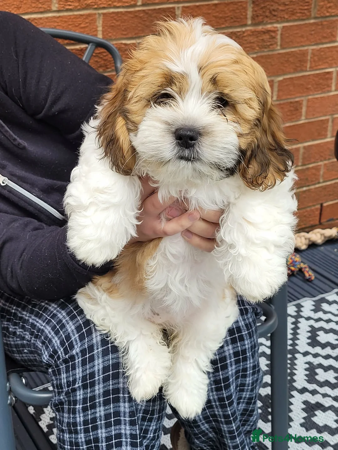 Mixed Breed dogs for sale: 12 week old girl - Advert 2