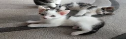 Mixed Breed cats for sale: Beautiful kittens  in Southampton - Advert 2