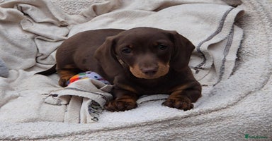 Miniature Dachshund dogs - Advert 13