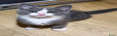Domestic Shorthair 1
