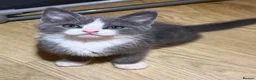 Domestic Shorthair cats for sale: 5 beautiful kittens in Ammanford - Advert 6
