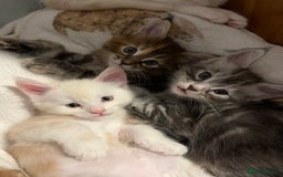 Maine Coon cats for sale: Purebred Maine Coon kittens - Image 3