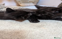 Mixed Breed cats for sale: Kittens for sale - Image 5