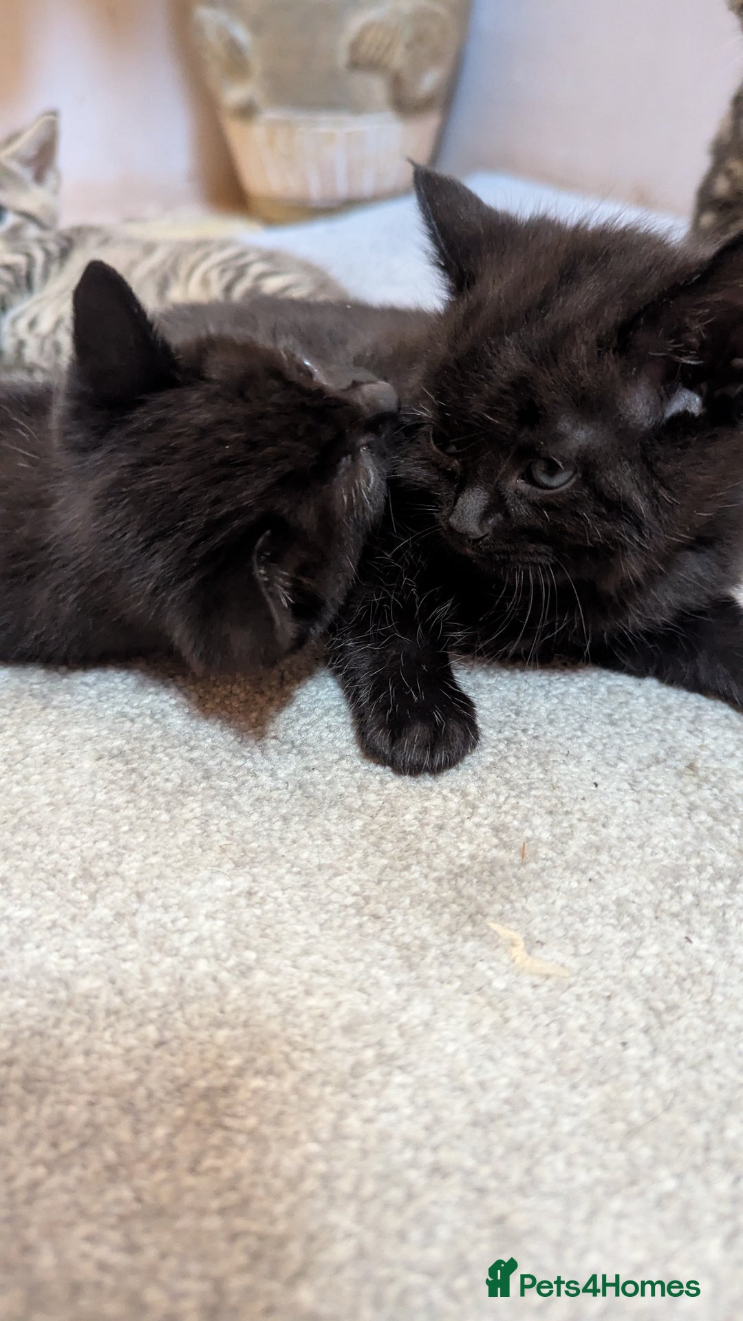 Mixed Breed cats for sale: Kittens for sale - Image 5