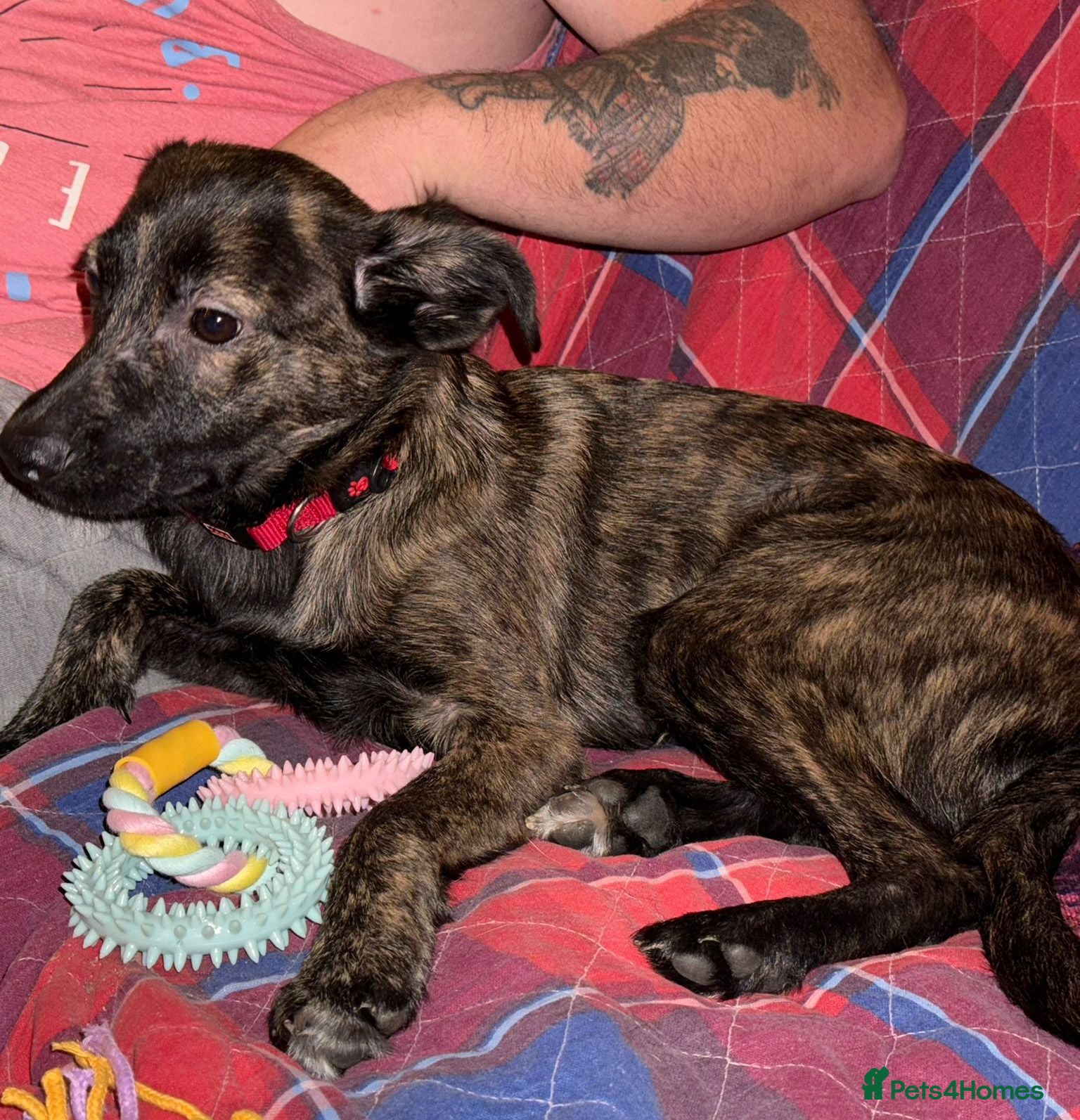 Mixed Breed dogs URGENT: 💙MILO💙 – A SOFT, LOVING 1 YEAR OLD BOY  - Advert 1