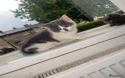 British Shorthair cats for sale: Kittens for sale bradford - Image 12
