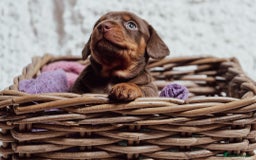 Miniature Dachshund dogs for sale: Daschund pups chocolate and chocolate dapple - Image 6