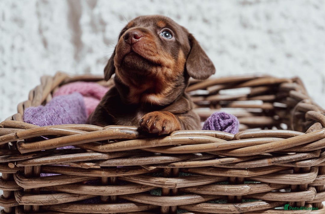 Miniature Dachshund dogs for sale: Daschund pups chocolate and chocolate dapple - Image 6
