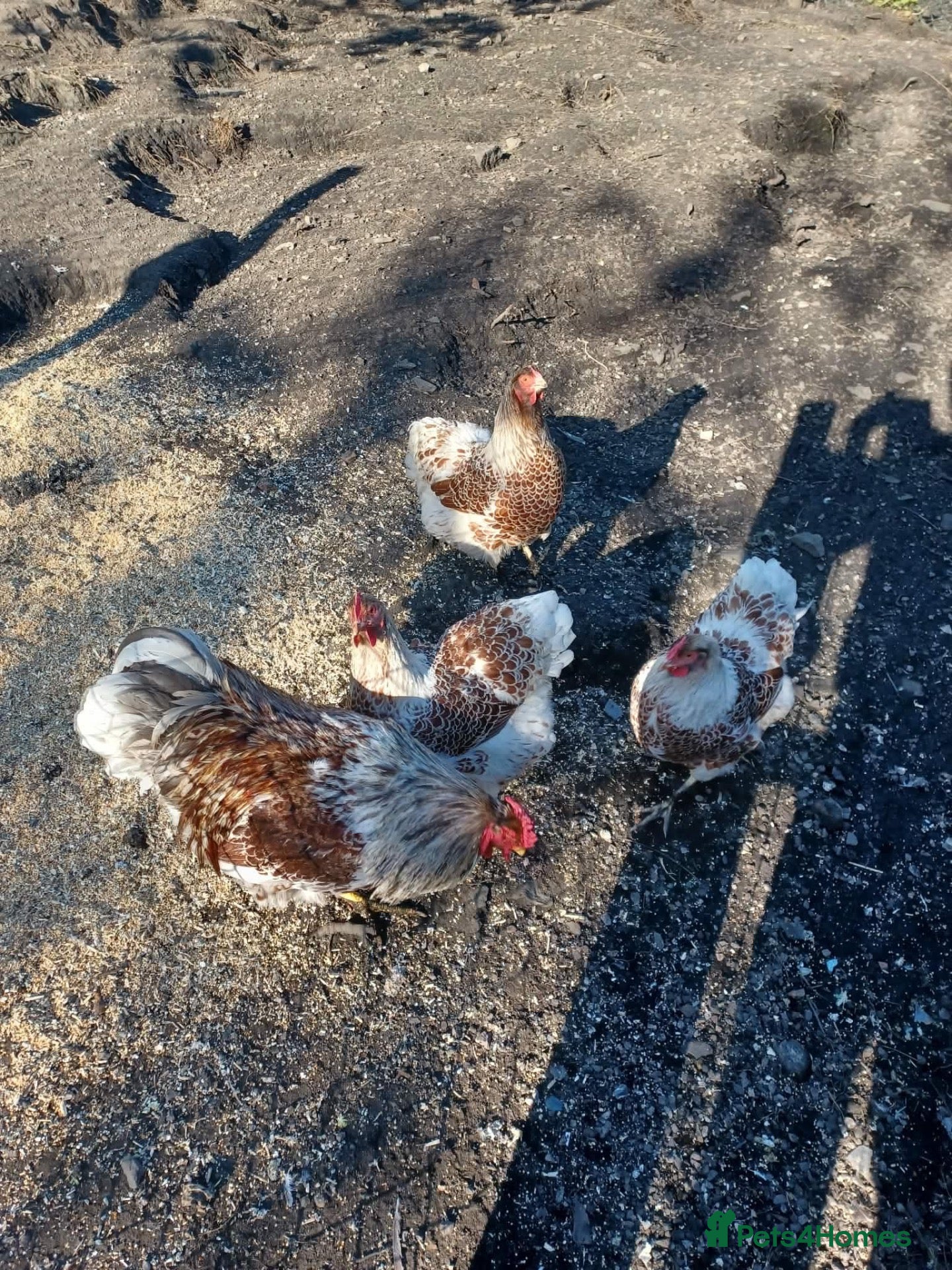 Chickens poultry Splash laced Wyandottes quartet  - Advert 3