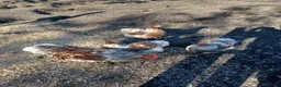 Chickens poultry for sale: Splash laced Wyandottes quartet  in Maesteg - Advert 1