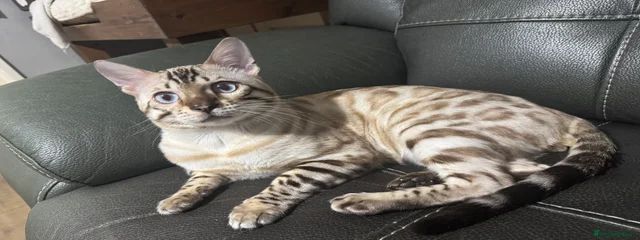 Sonny