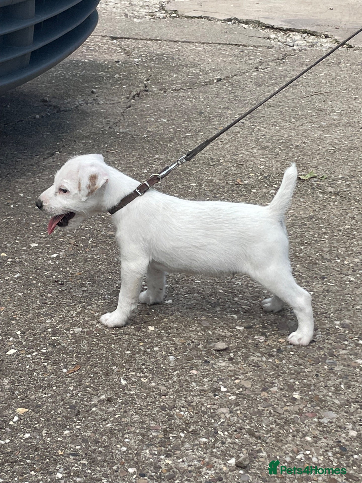Jack Russell dogs Good quality Jack Russell dog puppy  - Advert 1