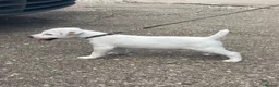 Jack Russell dogs for sale: Good quality Jack Russell dog puppy  - Advert 1