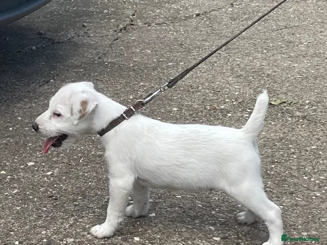 Jack Russell dogs for sale: Good quality Jack Russell dog puppy - Advert 1