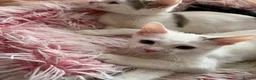 Mixed Breed cats for sale: Gorgeous White Kittens with Grey Markings Ready 🐾 - Advert 2