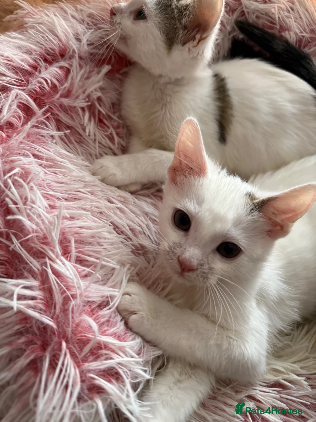 Mixed Breed cats for sale: Gorgeous White Kittens with Grey Markings Ready 🐾 - Advert 2