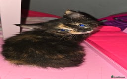 Mixed Breed cats for sale: Kittens ready now - Image 1
