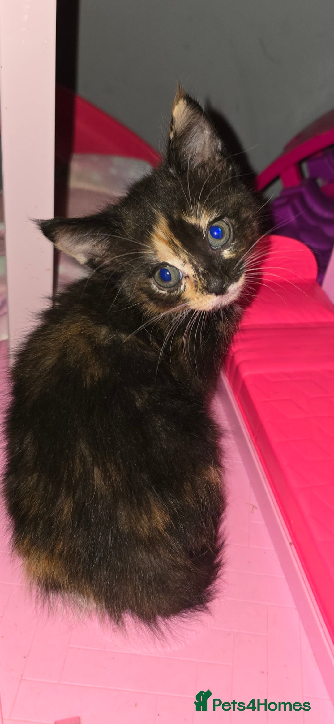 Mixed Breed cats for sale: Kittens ready now - Image 1