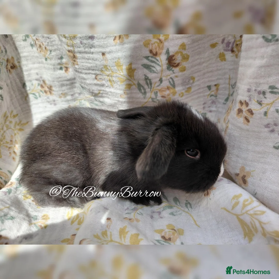 Mini Lop rabbits for sale: Mini Lops  - Advert 2