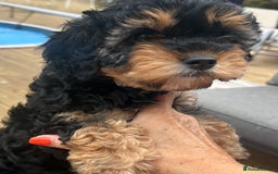 Cavapoo dogs for sale: REDUCED 🌟FEMALE F1B CAVAPOO  STUNNING PUPPY - Image 5