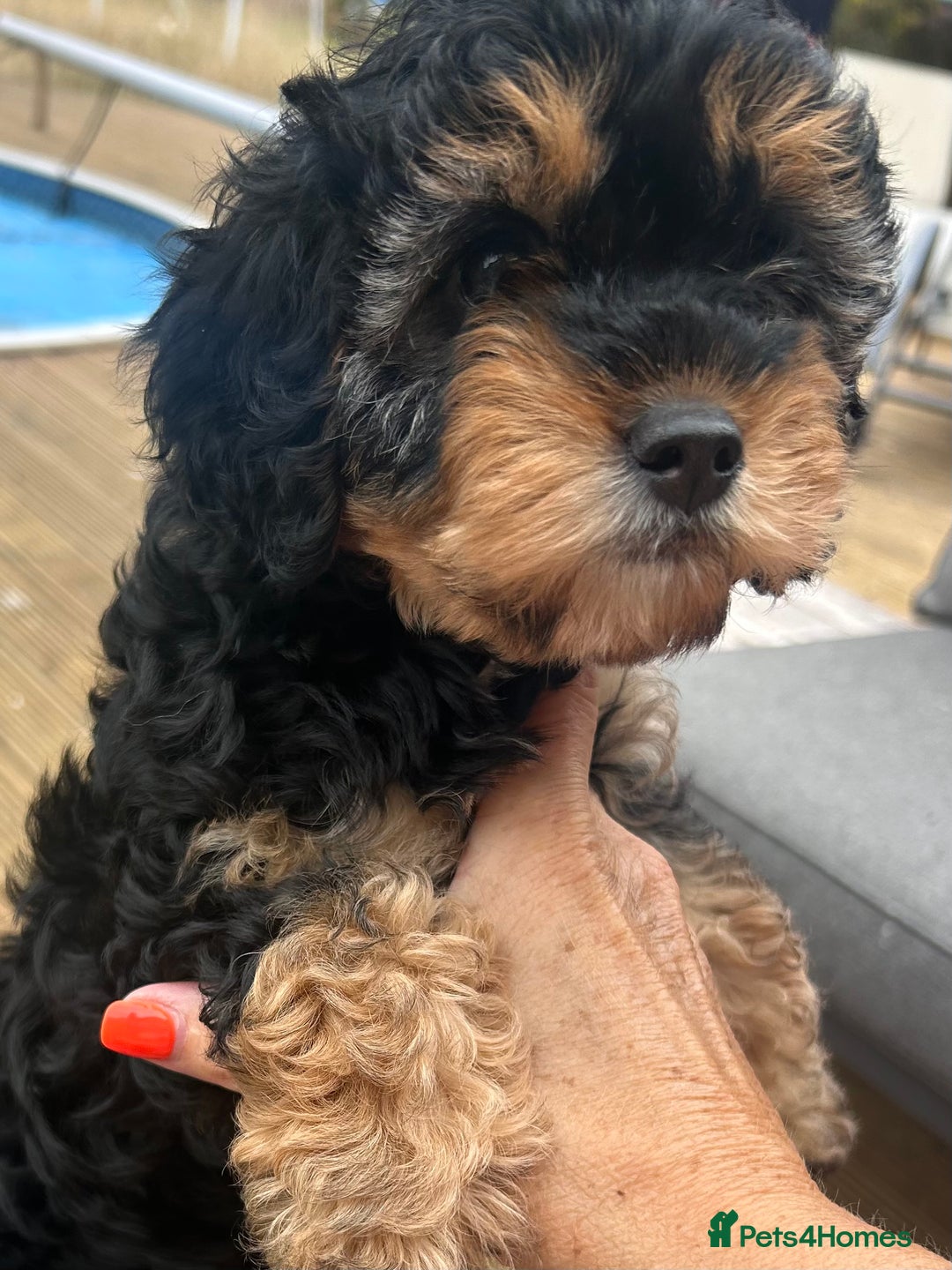 Cavapoo dogs for sale: REDUCED 🌟FEMALE F1B CAVAPOO  STUNNING PUPPY - Image 5