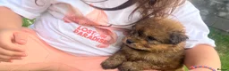 Mixed Breed dogs for sale: 7 beautiful Malkita x puppies with unique colours  - Advert 3