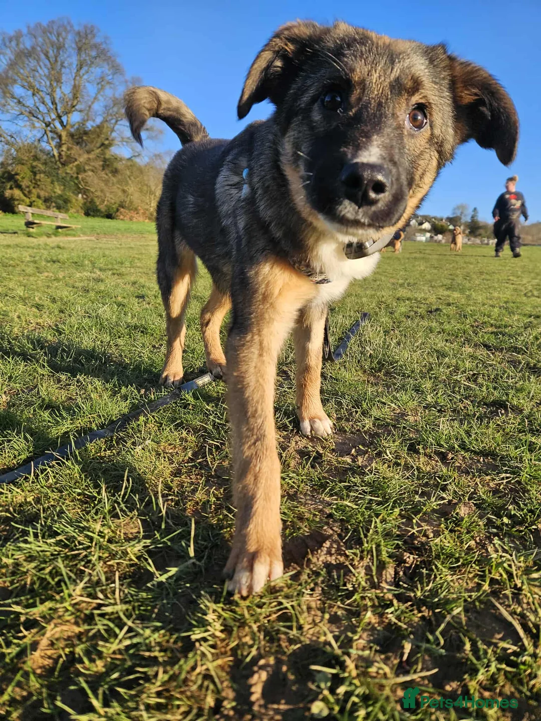 Mixed Breed dogs for adoption: Colby for adoption in Hastings - Advert 1